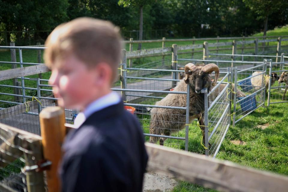 One of the school’s North Ronaldsay rams, Kevin, keeps an eye on student Oscar Hall as he carries out his chores (Reuters)
