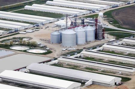 An egg-producing chicken farm run by Sunrise Farm is seen in this aerial photo in Harris, Iowa, April 23, 2015. REUTERS/Joe Ahlquist