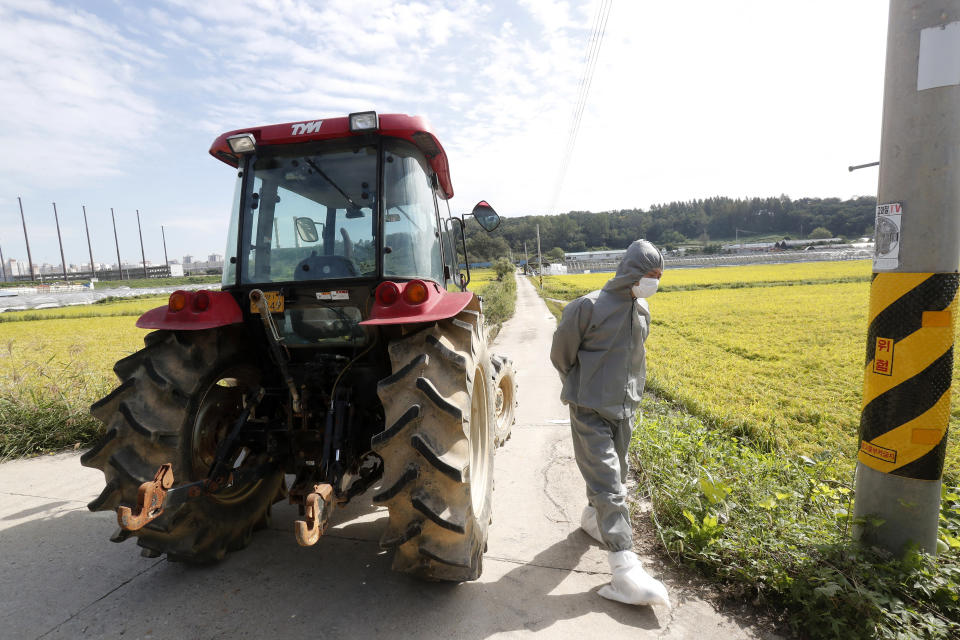 A quarantine official wearing protective gear patrols as a precaution against African swine fever near a pig farm in Paju, South Korea, Tuesday, Sept. 17, 2019. South Korea is culling thousands of pigs after confirming African swine fever at a farm near its border with North Korea, which had an outbreak in May. (AP Photo/Ahn Young-joon)