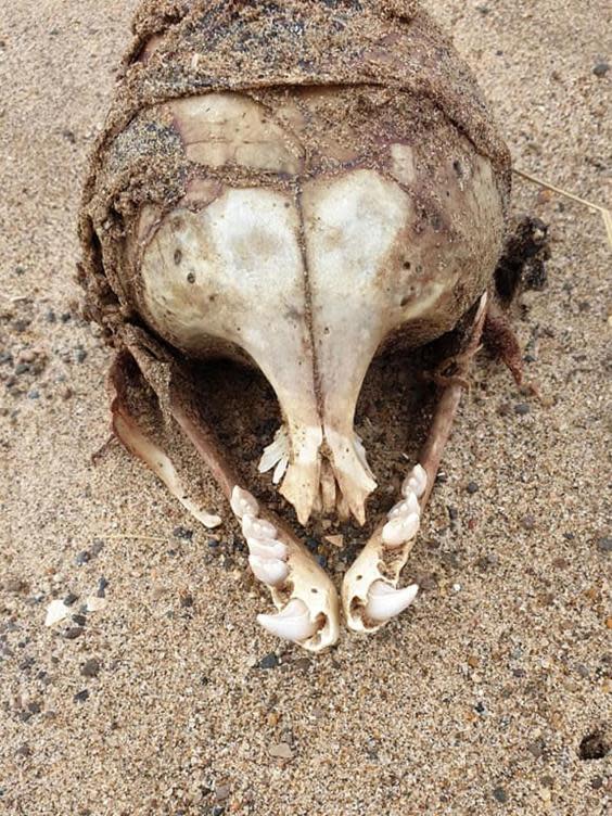 The mystery skull (Supplied)