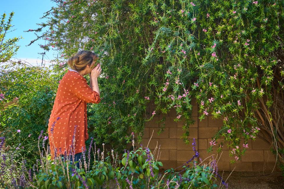 Noelle Johnson, aka AZ Plant Lady, checks to see if pink beauty has a scent while giving a tour of her Chandler home's back garden on Feb. 20, 2023.