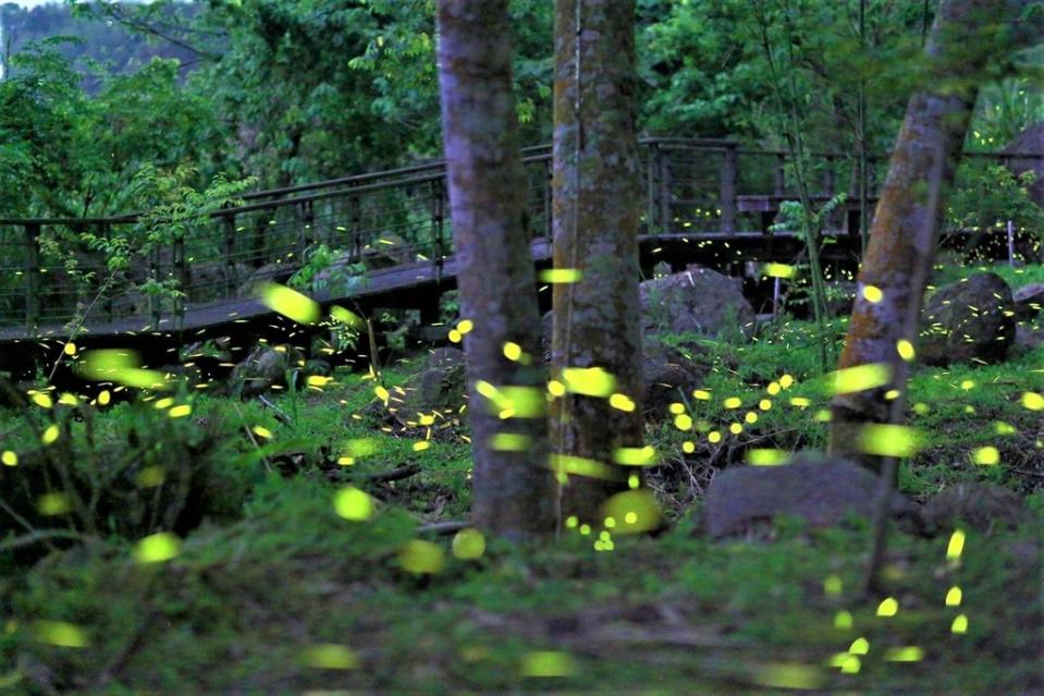 豐山螢火蟲區（圖：交通部阿里山管理處）