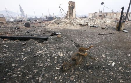 The carcass of a dog is seen near the debris of destroyed buildings in the settlement of Shyra, damaged by recent wildfires, in Khakassia region, April 13, 2015. REUTERS/Ilya Naymushin