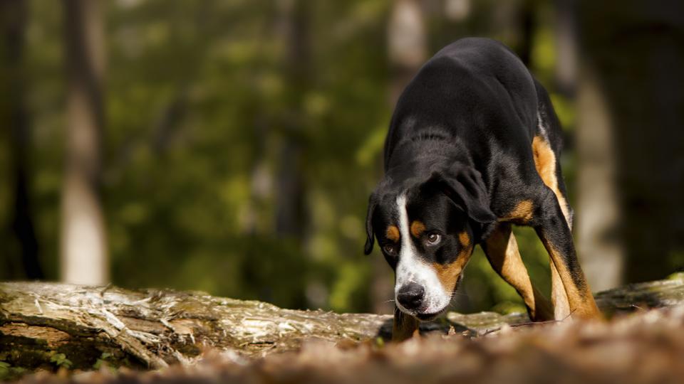 a young greater Swiss mountain dog trails a scent along a path