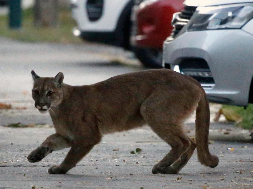 coronavirus Santiago Chile puma