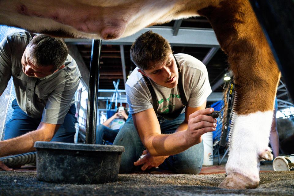Grant Brix prepares a cow with his father, Jim, in the Cattle Barn for the 4-H Beef Cattle Show during the Iowa State Fair.