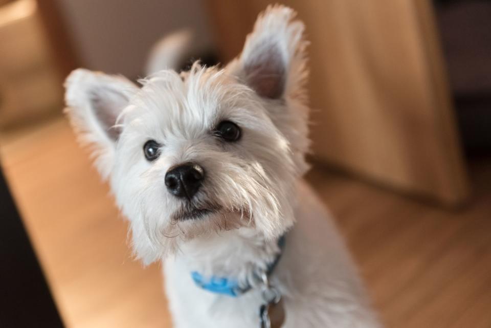 West Highland White Terrier