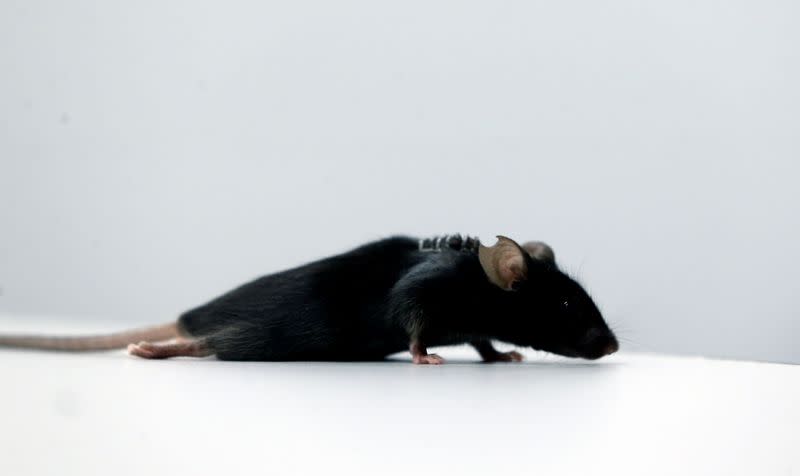 Scientists discover way to restore ability to walk in mice