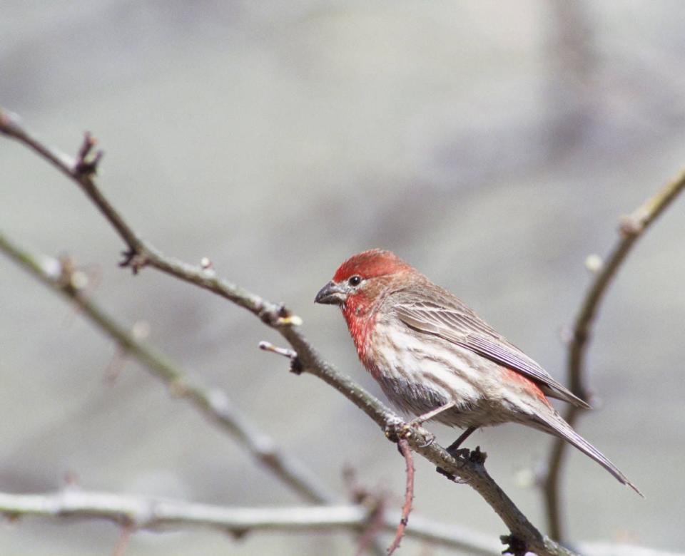 House finch