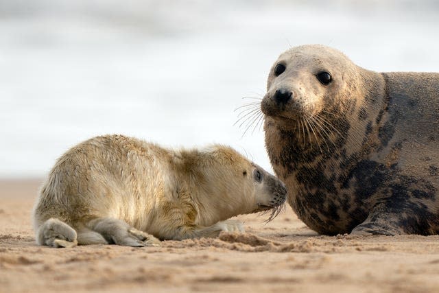 Grey seal pupping season