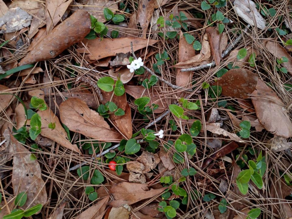 Partridge berry with its tiny white flowers may be a desirable plant in a mulched area.
