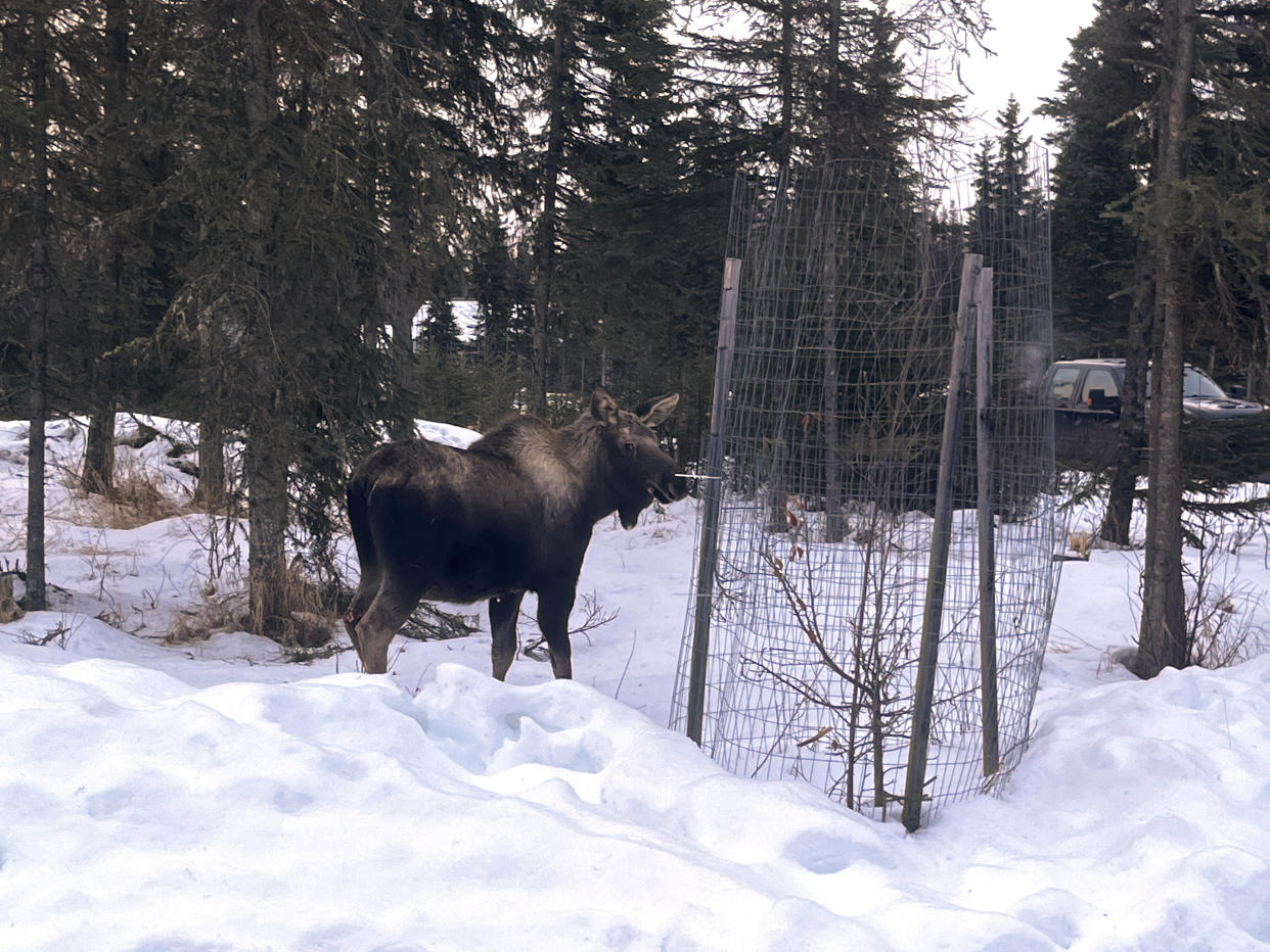 In this image provided by Central Emergency Services for the Kenai Peninsula Borough, a moose is shown Sunday, Nov. 20, 2022, returning to the wild after it had been rescued following a fall through a window well into a home in Soldotna, Alaska. The moose was tranquilized and removed from the house on a stretcher, revived and set free. (Capt. Josh Thompson/Central Emergency Services via AP)