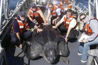 In this photo provided by Heather Harris, taken Sept. 25, 2007, in the waters off central California, scientists including Scott Benson, at far left, can be seen posing with a giant western Pacific leatherback sea turtle as they take measurements and attach a GOP satellite tracking device to its shell. All seven distinct populations of leatherbacks in the world are troubled, but a new study shows an 80% population drop in just 30 years for one extraordinary sub-group that migrates 7,000 miles across the Pacific Ocean to feed on jellyfish in cold waters off California. Scientists say international fishing and the harvest of eggs from nesting beaches in the western Pacific are to blame. (Heather Harris/NOAA-ESA Permit #15634 via AP)