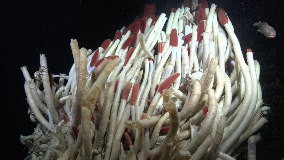 Cluster of white and red riftia tube worm