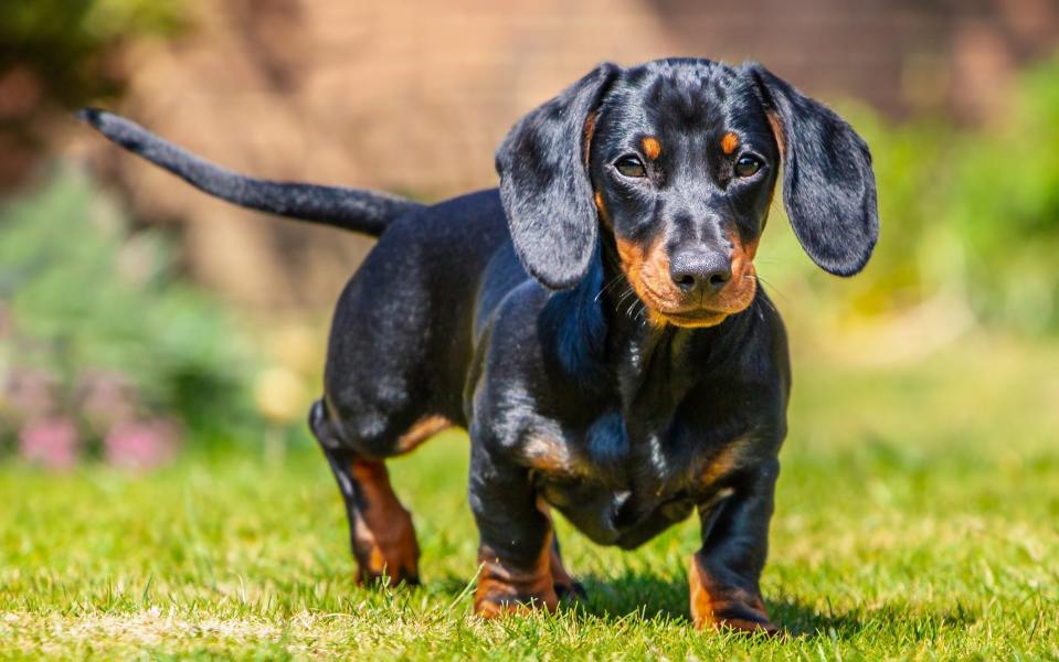 Bones were found from dogs, less than 30 centimetres in height, which were ancestors of sausage dogs rather than true dachshunds - Getty Images