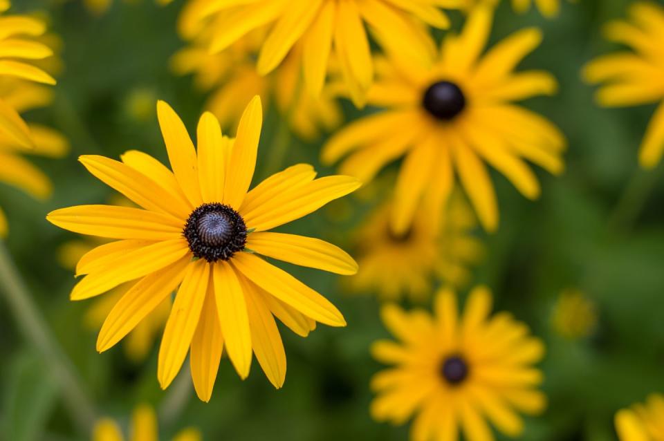 Black-eyed Susans