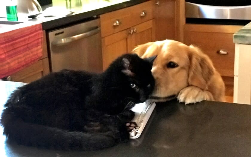 Poppy, right, is full of unrequited love for Inky the cat, who disdains her.