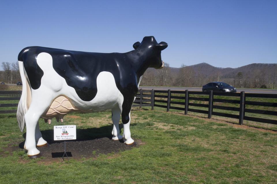 But this cow is a little larger than most!