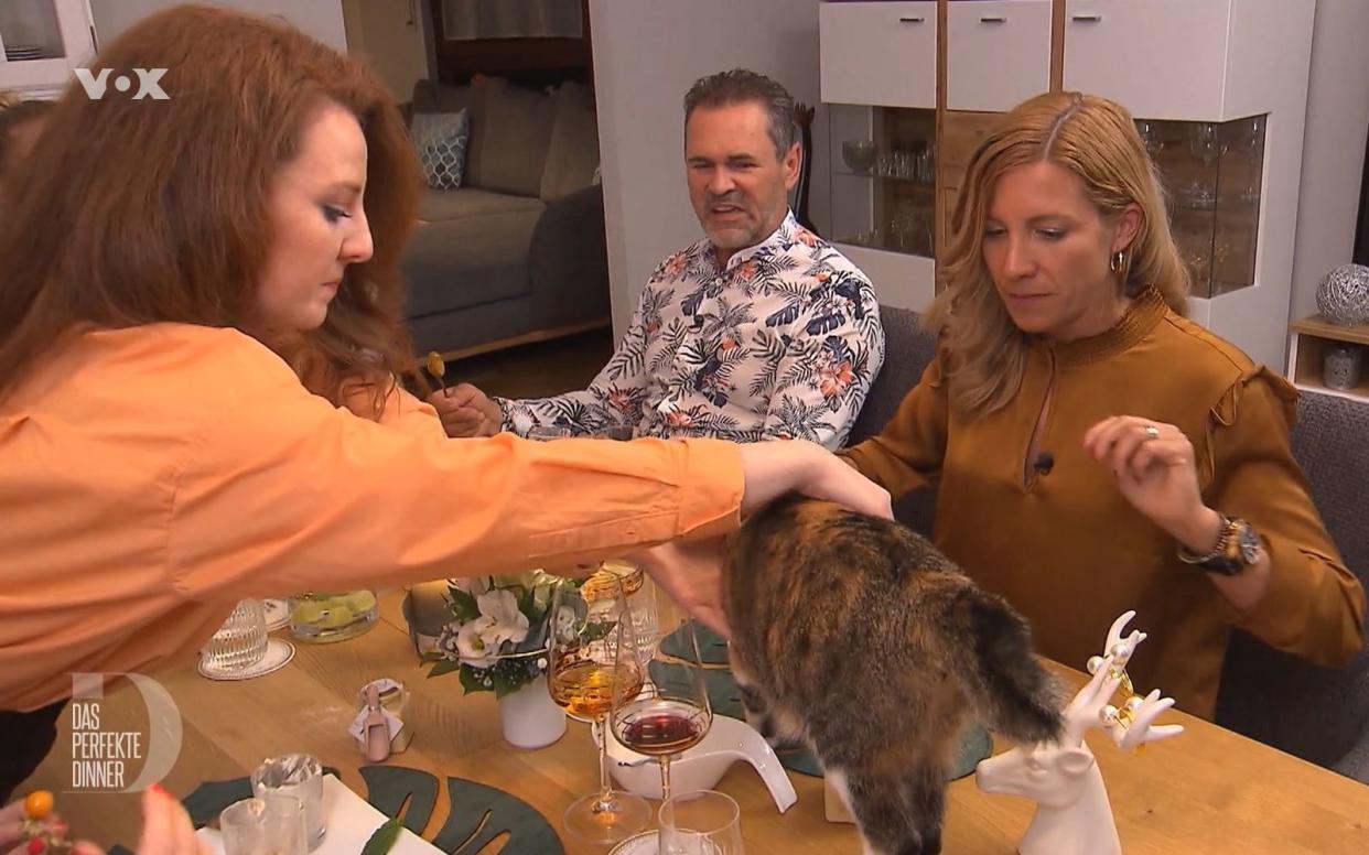 "Kannst du mal, ich kann das nicht!" Kleines Katzen-Intermezzo beim "Perfekten Dinner" in Augsburg. (Bild: RTL)