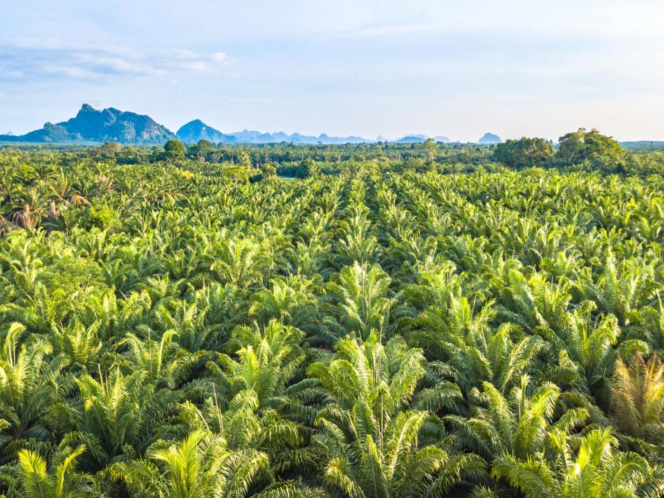 Countries accused of using ‘cynical trick’ to restore forests that does not tackle climate change