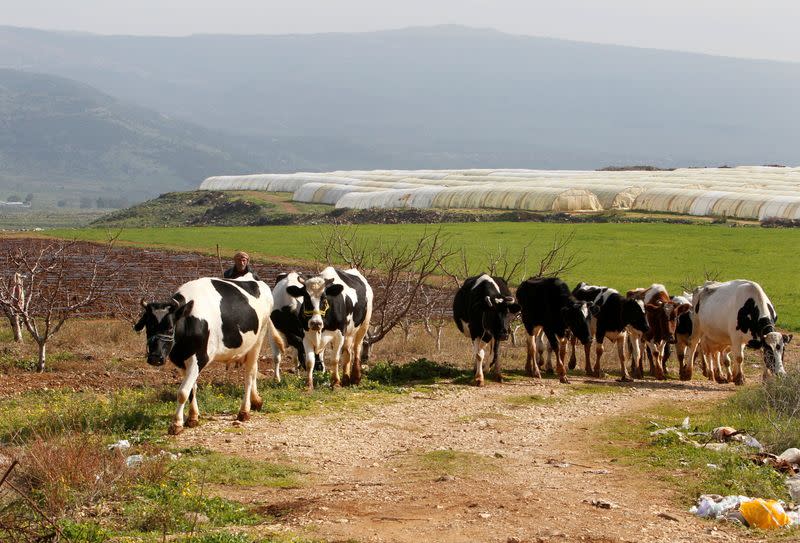 A shepherd herds cows in the village of Wazzani, near the Lebanese-Israeli border