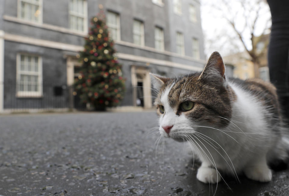 FILE - In this Wednesday, Dec. 9, 2020 file photo, Larry the cat, Chief Mouser to the Cabinet Office at 10 Downing Street, sits in the street of Prime Minister Boris Johnson's official residence in London. Monday, Feb. 15, 2021 marks the 10th anniversary of rescue cat Larry becoming Chief Mouser to the Cabinet Office in a bid to deal with a rat problem at 10 Downing Street. (AP Photo/Frank Augstein, file)