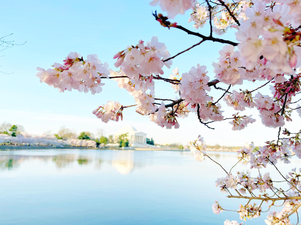 MLB - The D.C. Cherry Blossoms have arrived early this