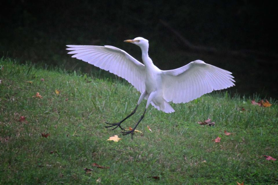 A juvenile Cattle Egret grazed locally on its preferred grasshoppers and crickets last week, sparking insight into the odd dispersal habits of a species originally from Africa.