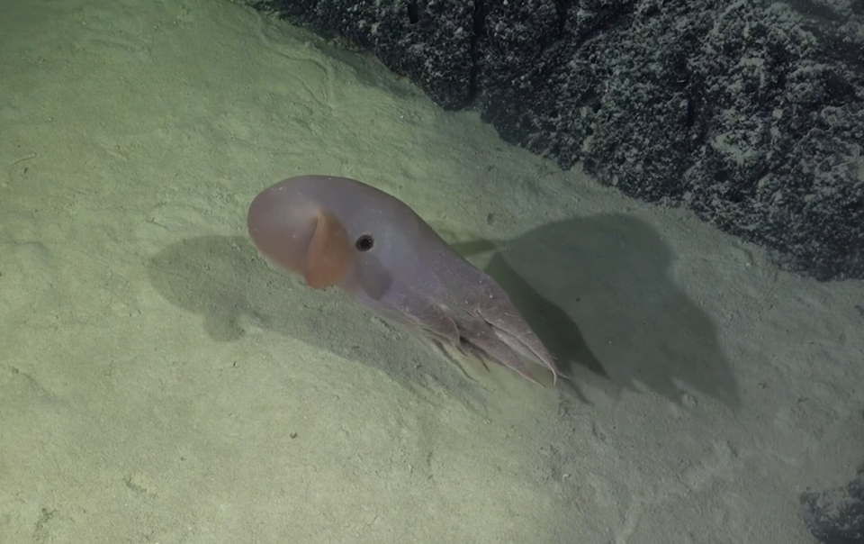 The deep-sea creatures use their fins to swim, scientists said.