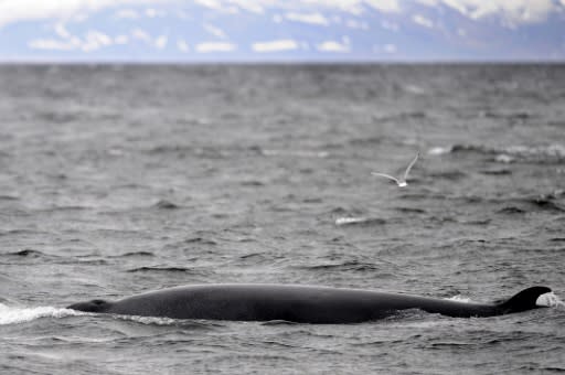 There will be no whaling off Iceland for the first tiem since the country resumed the controversial practice in 2003