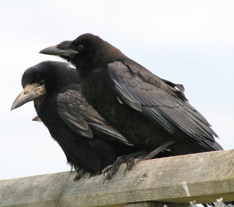 <span class="caption">Rooks are good problem solvers despite not normally using tools.</span> <span class="attribution"><span class="source">John Haslam/wikipedia</span>, <a class="link " href="http://creativecommons.org/licenses/by-sa/4.0/" rel="nofollow noopener" target="_blank" data-ylk="slk:CC BY-SA;elm:context_link;itc:0;sec:content-canvas">CC BY-SA</a></span>