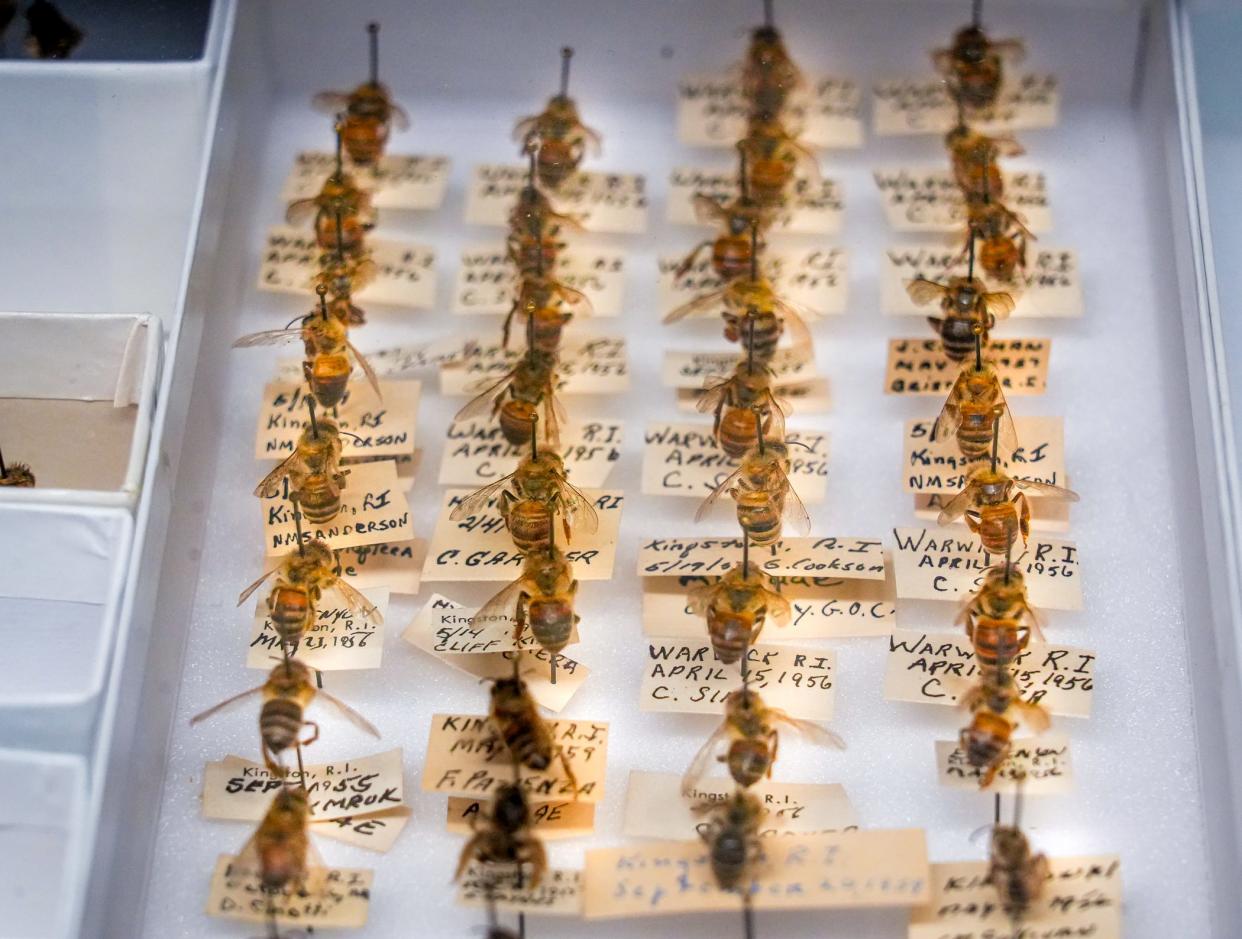 A tray of bee specimens found in Rhode Island, pinned and organized in the University of Rhode Island's Bee Lab.