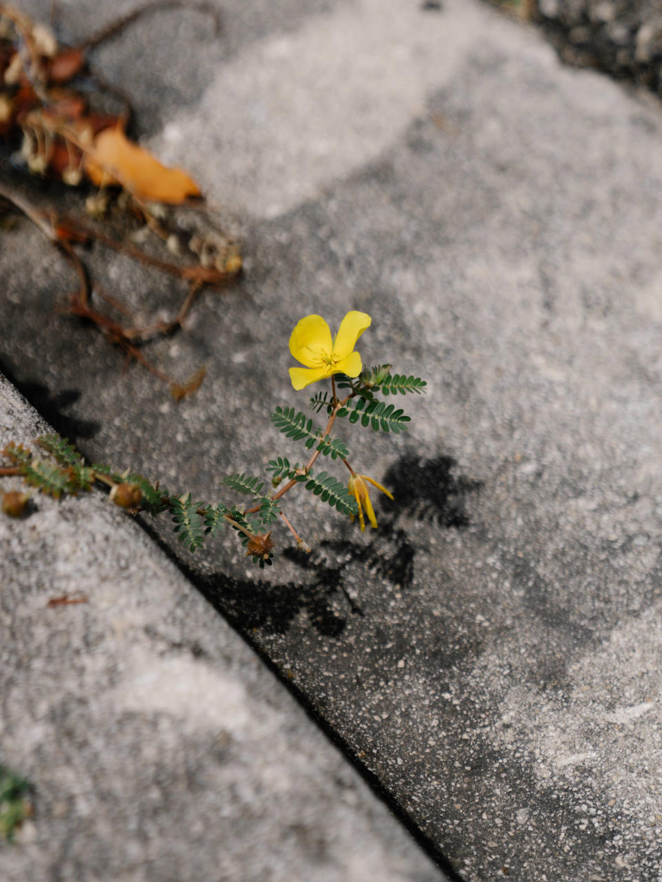 A yellow flower emerges from a concrete sidewalk (Martina Tuaty for NBC News)