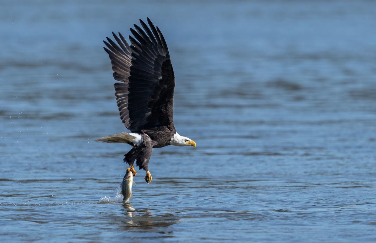 Bald eagle in Maryland