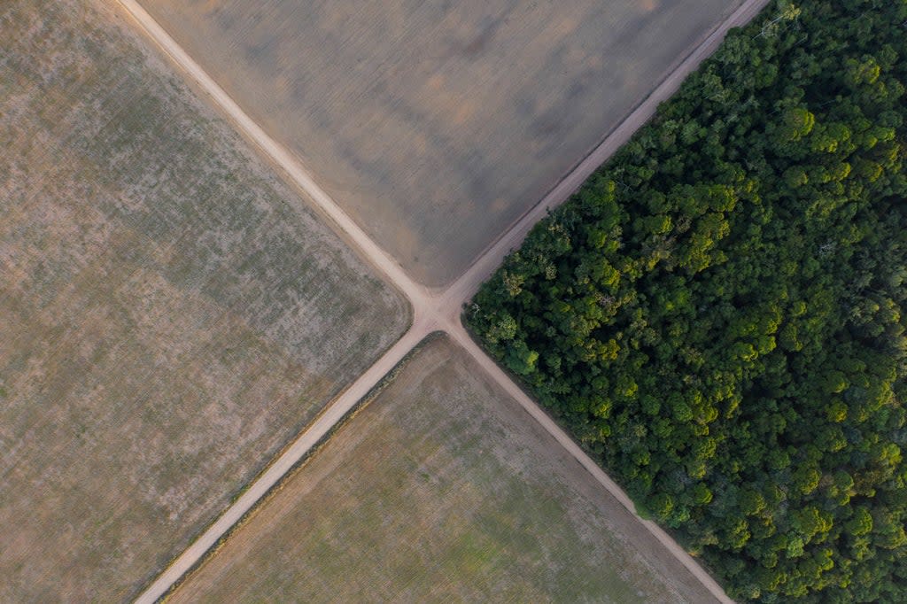 Deforestation in Brazil. Aviva Investors has said it will vote to have directors fired from firms which do not act to protect the environment  (AP)