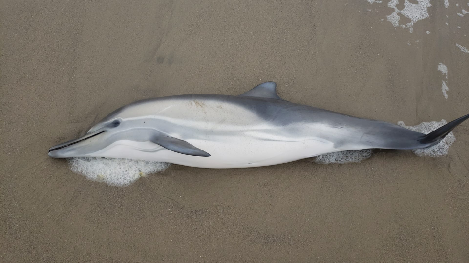 A dolphin that succumbed to domoic acid toxicity.