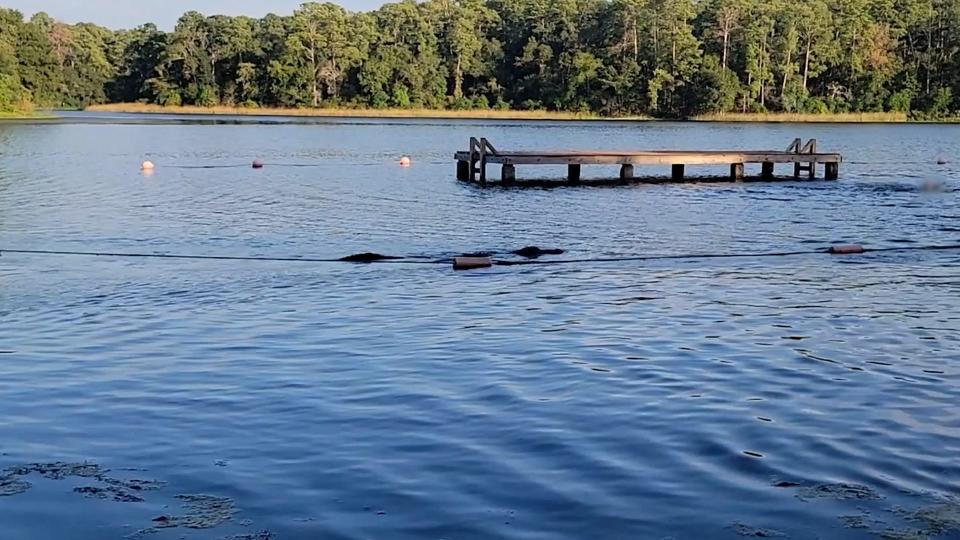 An alligator swims towards children in a Texas lake.