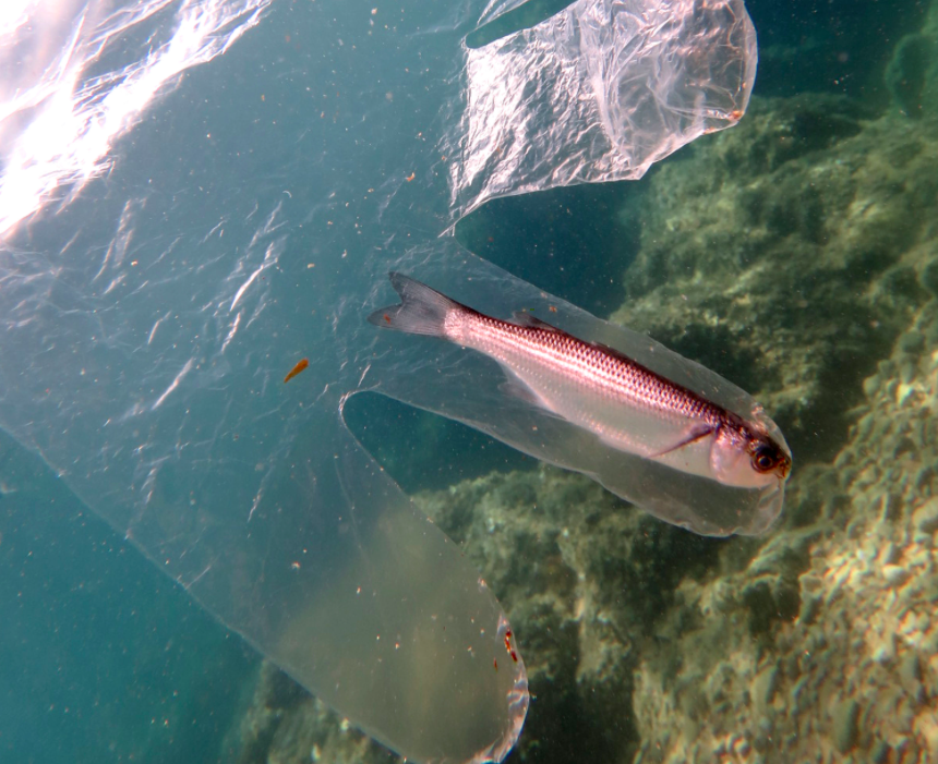 <em>The fish died after it became trapped inside a plastic glove (Caters)</em>