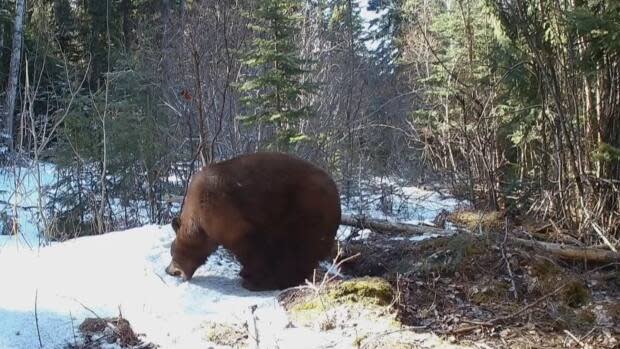 The sow emerged from the den on March 19 to eat some snow and gather up some leaves before returning to her cubs. (Serge Wolf)