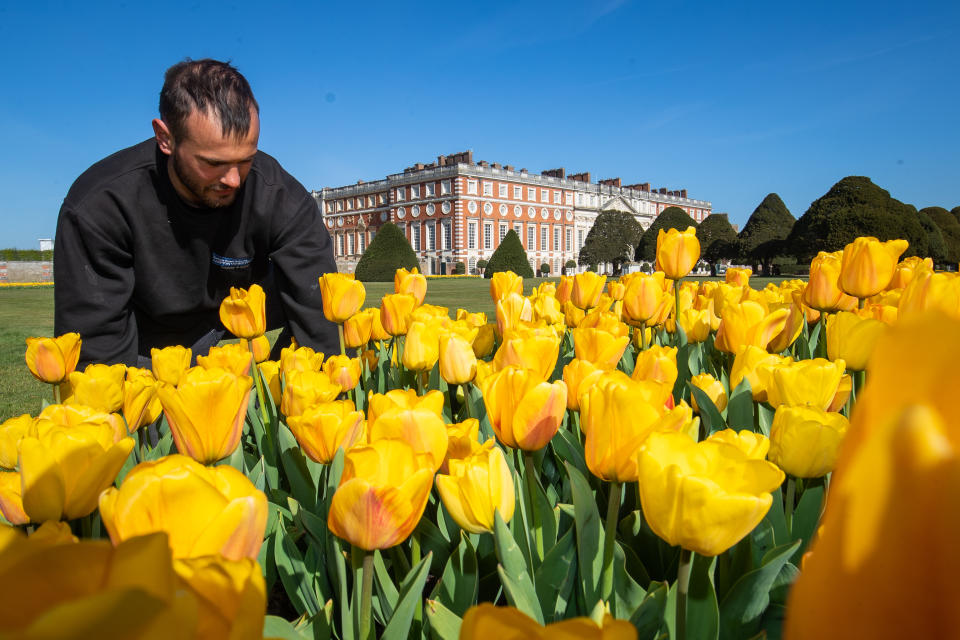 <p>Gardner James Randall tends to Tulips at the first ever Hampton Court Tulip Festival at Hampton Court Palace, south west London. The Tudor palace is preparing to reopen to members of the public following the easing of lockdown restrictions. Picture date: Thursday April 22, 2021.</p>
