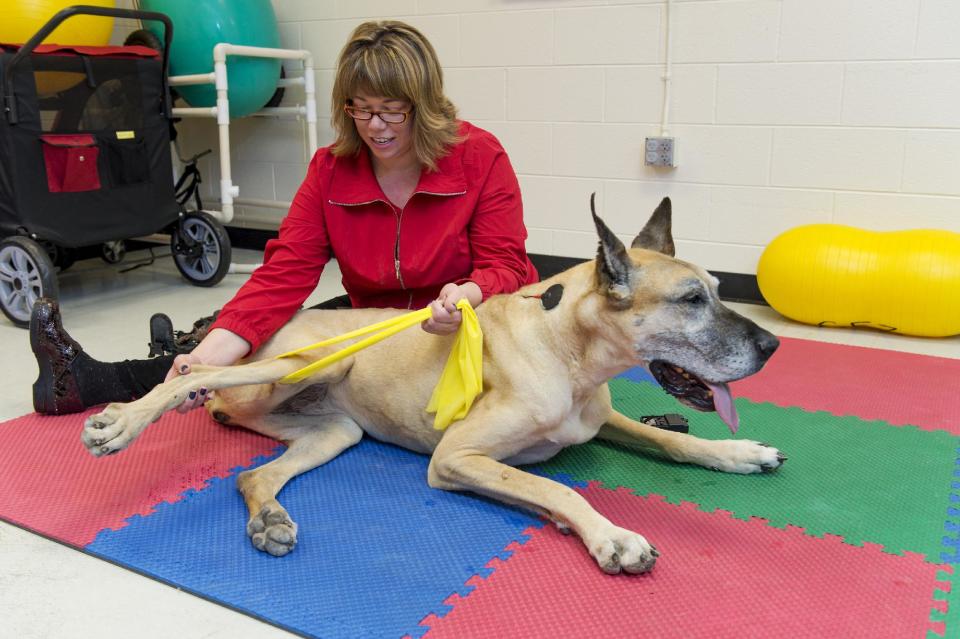 In this March 18, 2013 photo provided by Colorado State University, Sasha Foster, rehabilitation therapist, works with a great dane named Claire who receives electrical stimulation for pain management and therapeutic exercise for hind limb weakness due to a congenital neck injury commonly known as "Wobbler's Syndrome" at the Small Animal Orthopaedics at the College of Veterinary Medicine and Biomedical Sciences, in Fort Collins, Colo. PT for pets is one of the fastest growing areas of veterinary medicine. (AP Photo/Colorado State University, Joe A. Mendoza)