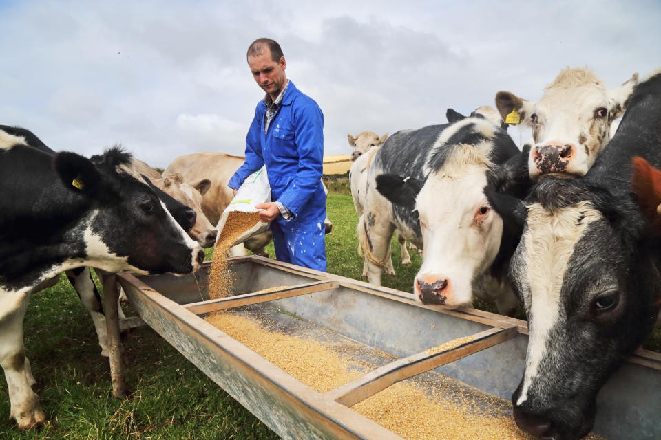 根據19日發表的最新芬蘭研究，若能將穀物和其他家畜飼料挪用給人吃，增加的糧食供應足夠多養活10億人。（示意圖/Getty Image）