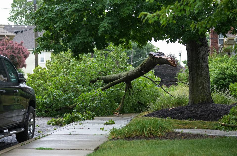 A tree lays in the street in the Fall Creek Place neighborhood Thursday, June 29, 2023, after thunderstorms caused damage and power outages across Indianapolis.