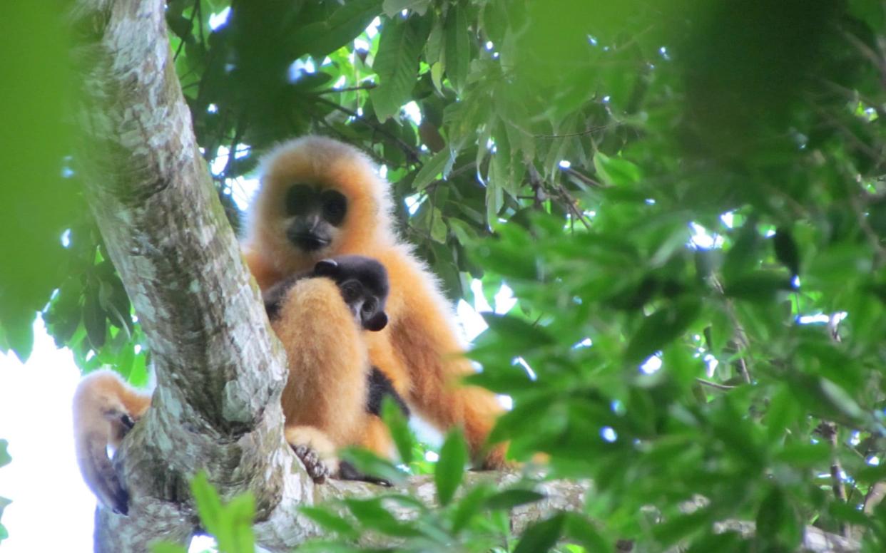 The remains of a new species of gibbon (not pictured) has been found buried in an ancient Chinese imperial tomb -  Jessica Bryant/ZSL 