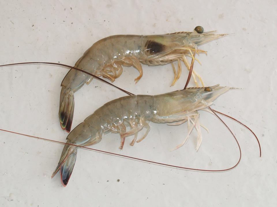 The shrimp on top exhibits a case of black gill, in comparison to the shrimp below which has clear gills.