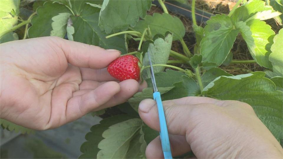 採草莓了！　善化草莓「天氣熱」早熟　採果提前登場