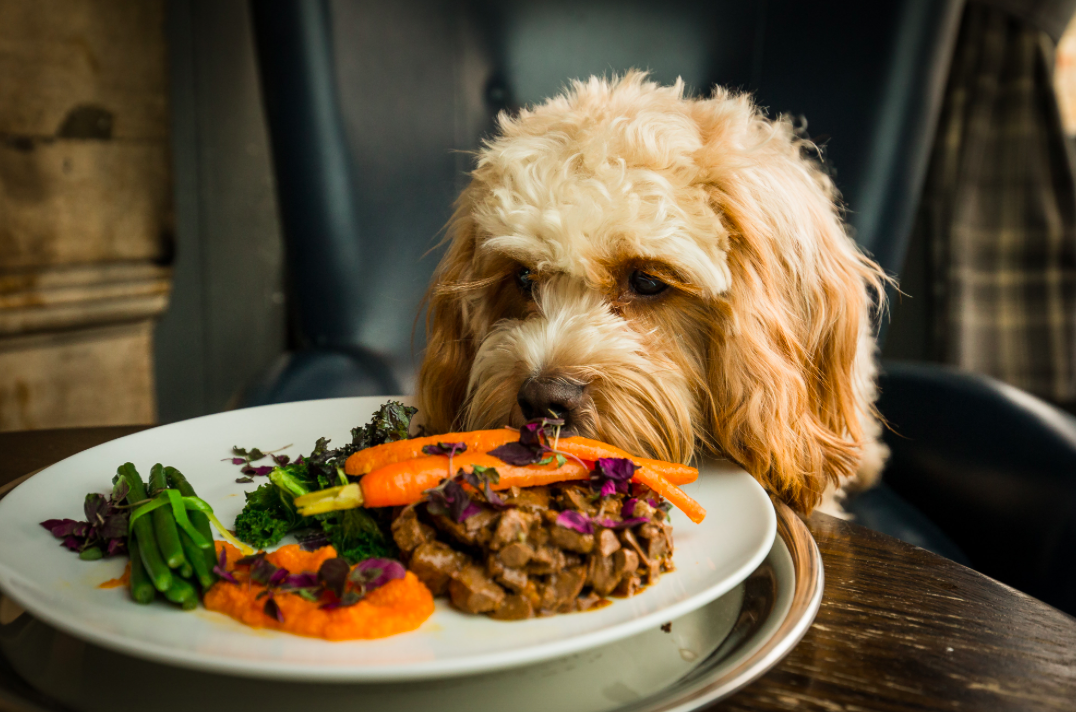 <em>The gourmet meal looks good enough for humans to eat (SWNS)</em>