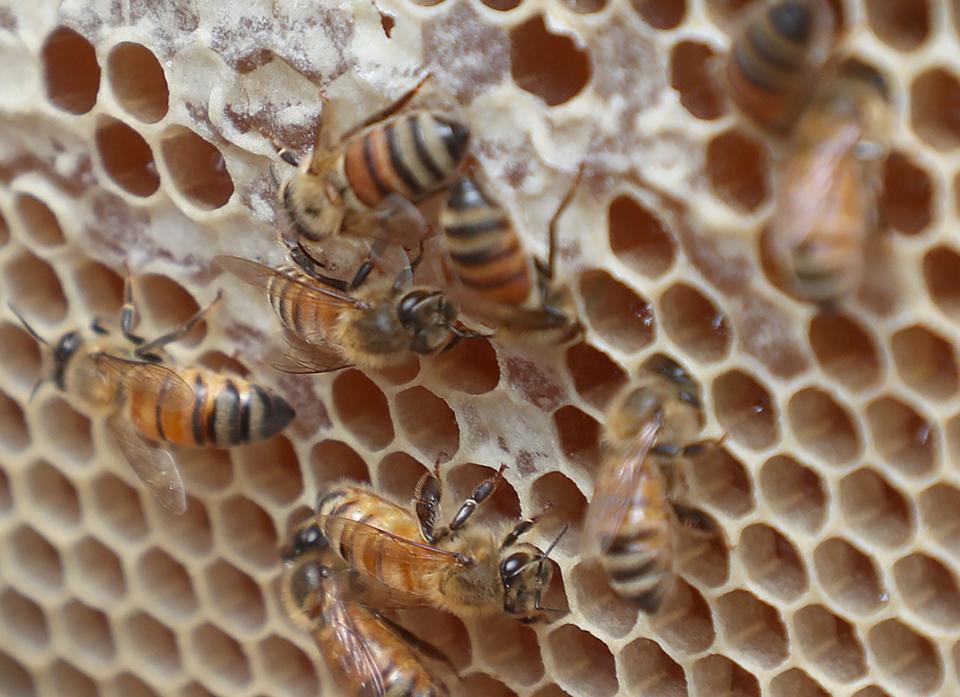 Bees work a honeycomb in one of the hives of New Smyrna Beach beekeeper Marlin Athearn.