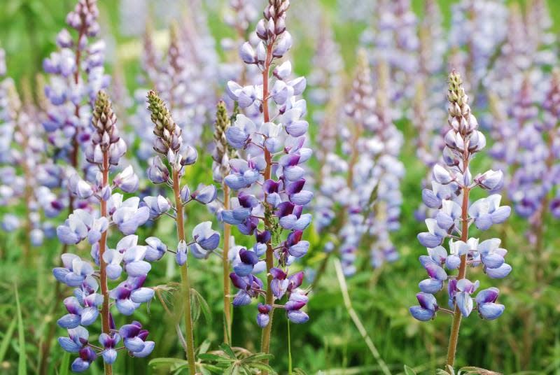 Sundial Lupine