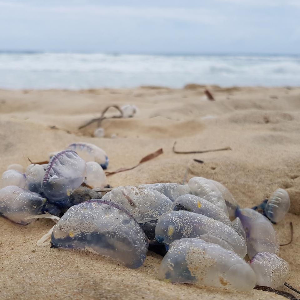 A “perfect storm” of conditions has caused a bumper bluebottle season at Queensland’s swimming beaches. Source: Alex Lewis/7News